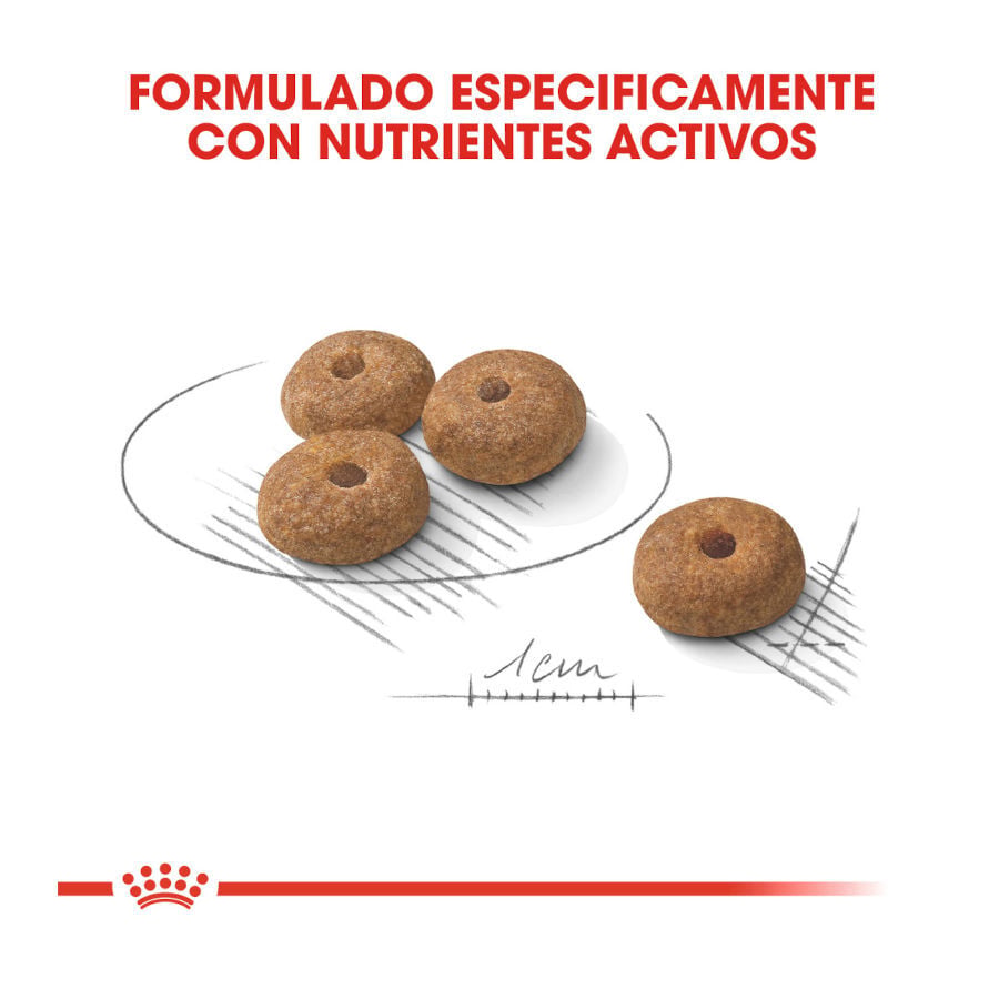 8 kg Royal Canin Sterilised Mini pienso para perros, , large Imagen numero 4