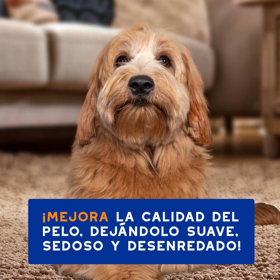 Ceva Douxo Spa Champ&uacute; 2 en 1 Desenredante para perros, , large indicador imagen numero 5