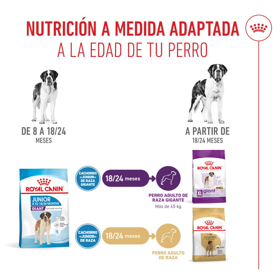 15 kg Royal Canin Junior Giant pienso para perros, , large indicador imagen numero 6