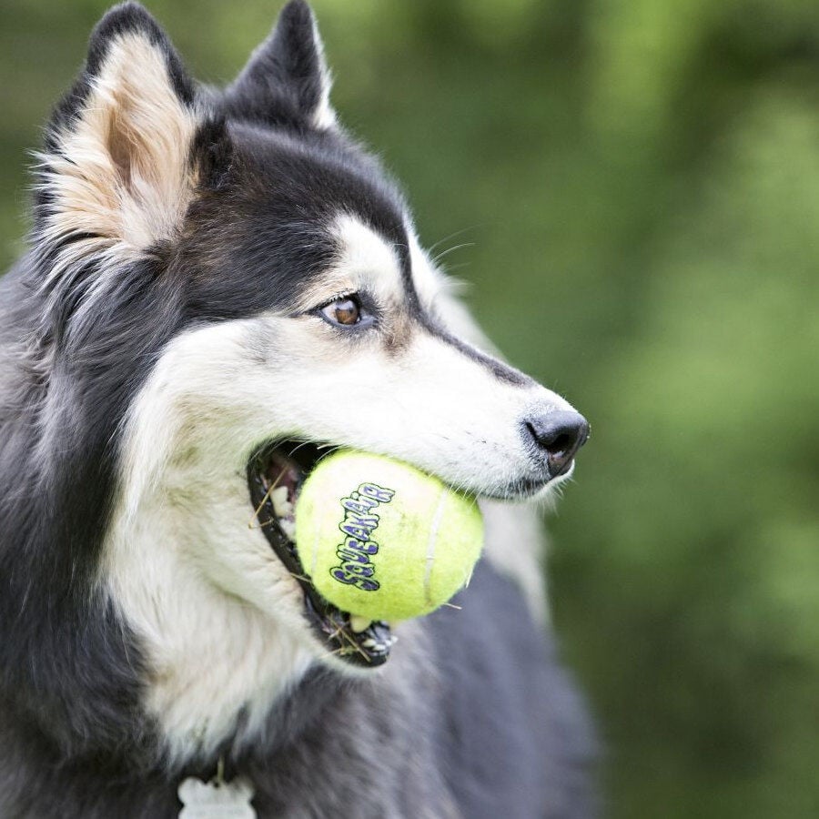 Kong Air Pelota de tenis con sonido para perros, , large Imagen numero 2