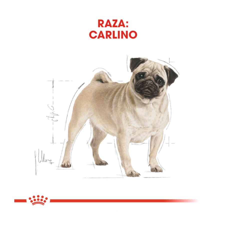 3 kg Royal Canin Adult Pug pienso para perros, , large Imagen numero 4