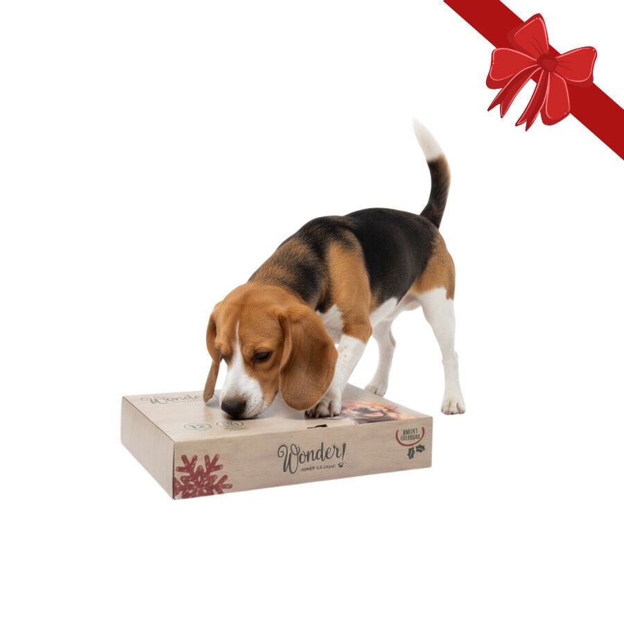 Wonder Christmas Caja Sorpresa Juguetes Navide&ntilde;os para perros, , large indicador imagen numero 1