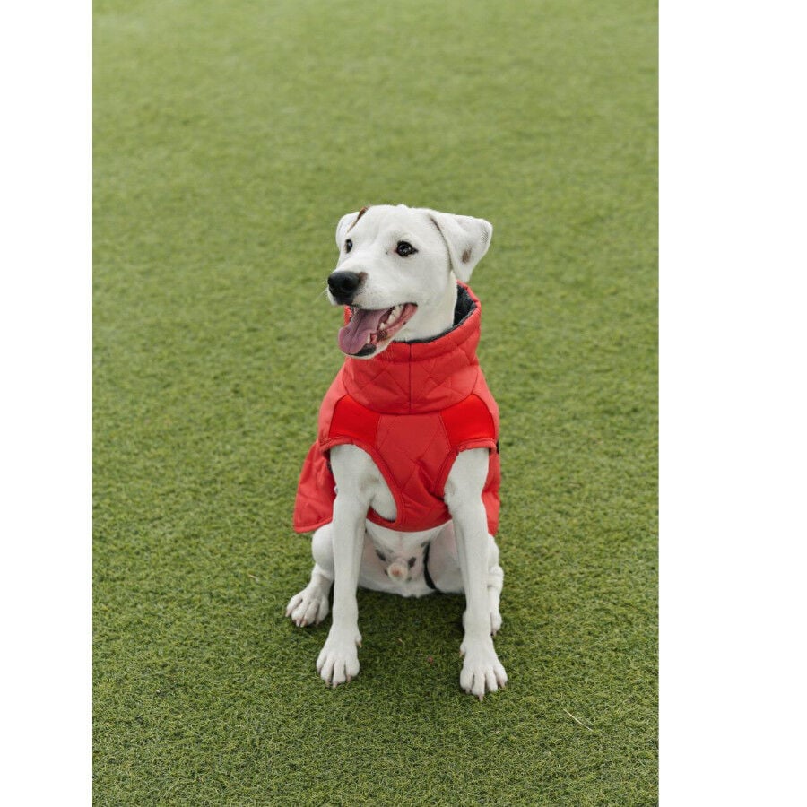Freedog Oymyakon Rojo Abrigo Impermeable con Arn&eacute;s para perros, , large indicador imagen numero 2