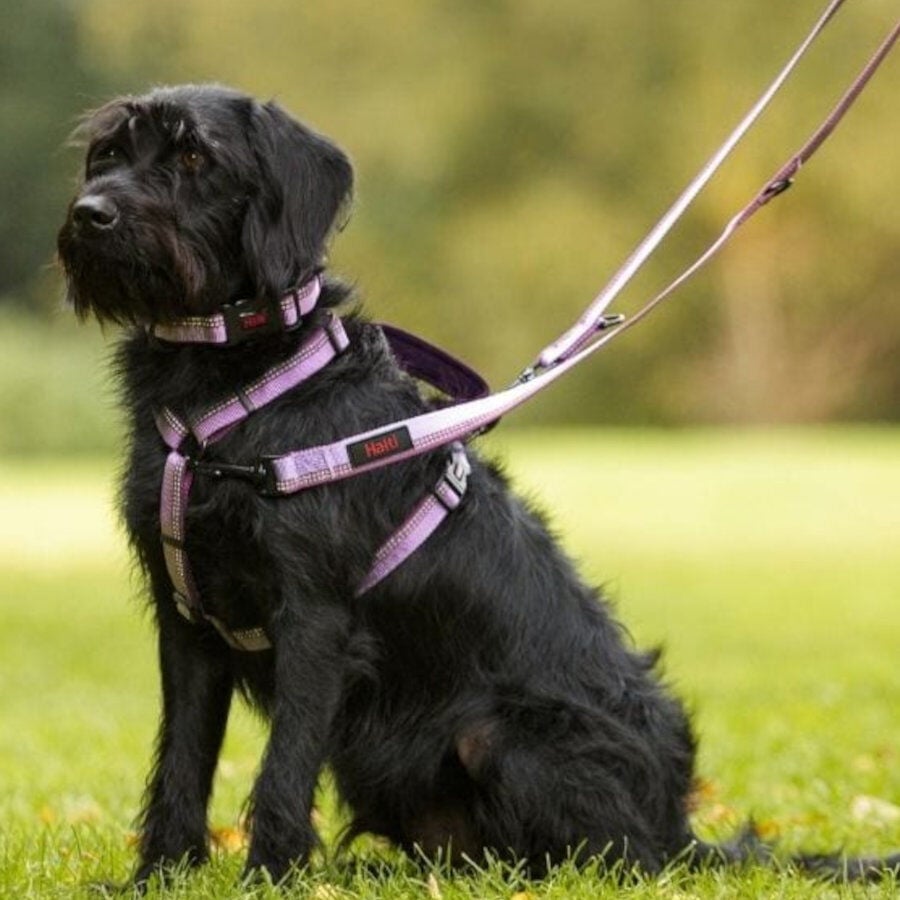 Halti correa de doble enganche negra para perros, , large indicador imagen numero 2