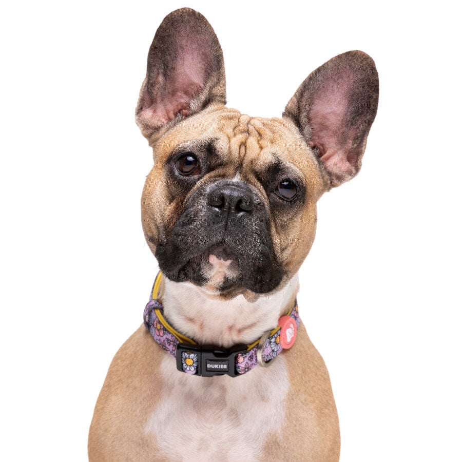 Dukier Flower Power collar para perros, , large Imagen numero 2