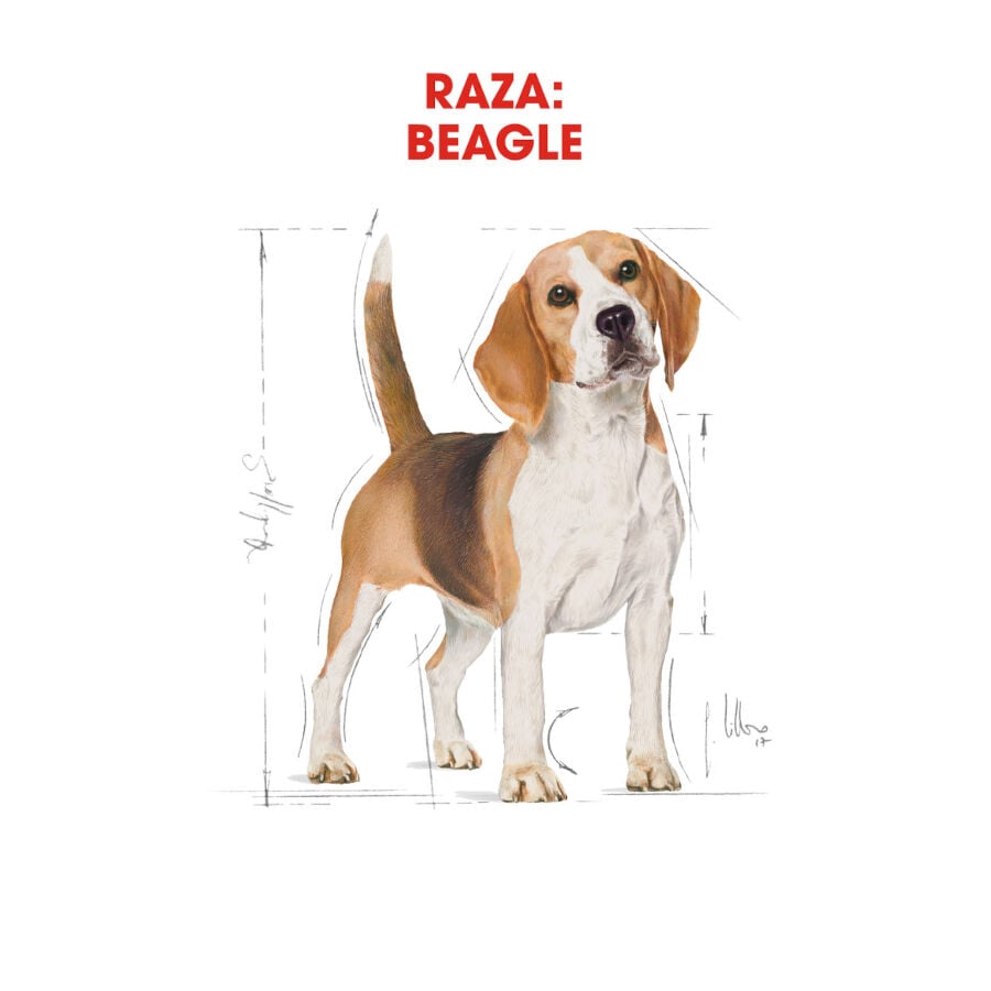 3 kg Royal Canin Adult Beagle pienso para perros, , large indicador imagen numero 4