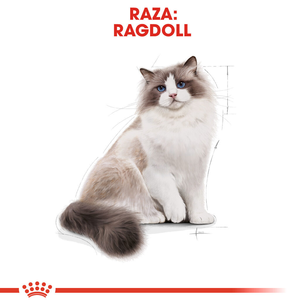 2 kg Royal Canin Adult Ragdoll pienso para gatos, , large Imagen numero 4