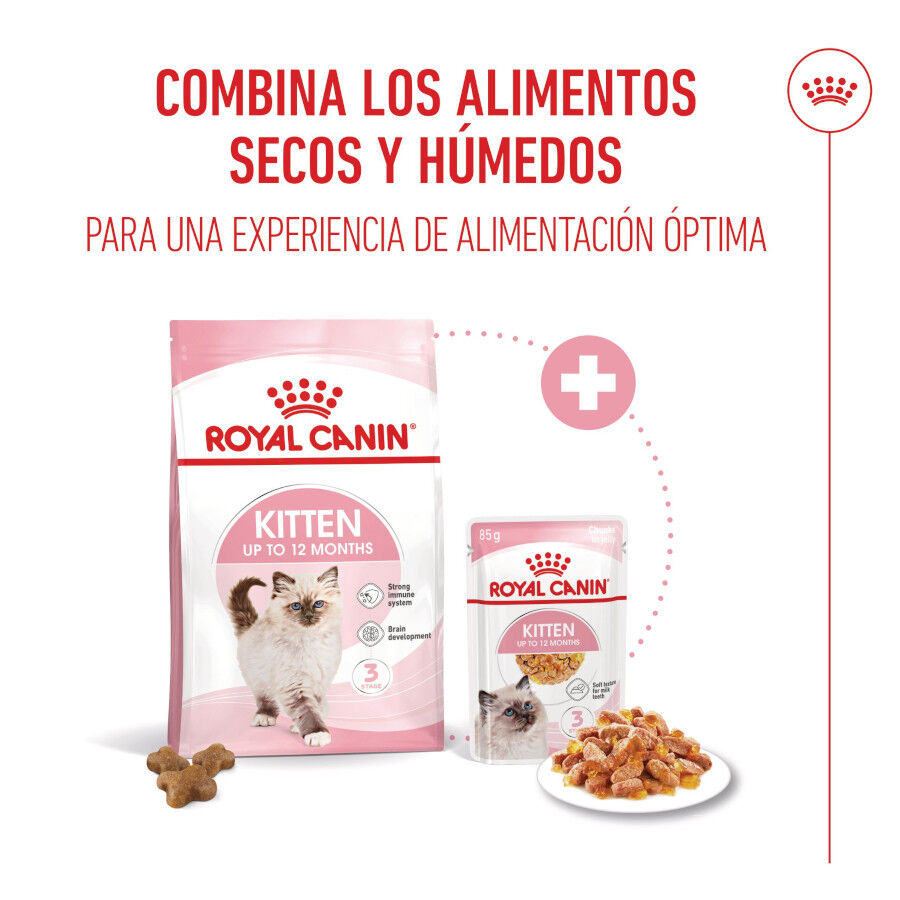 85 g Royal Canin Kitten comida h&uacute;meda en gelatina sobre para gatos&nbsp;, , large Imagen numero 5