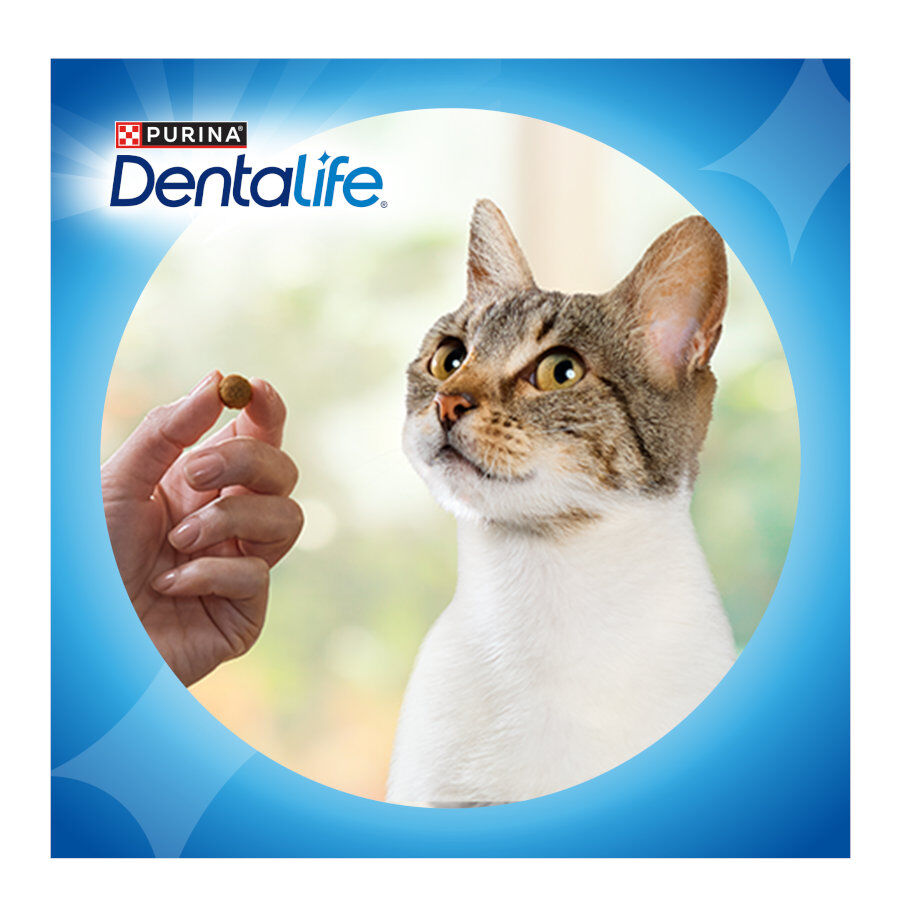 40 g Dentalife Daily Oral Salm&oacute;n Snacks Dentales para gatos, , large indicador imagen numero 8