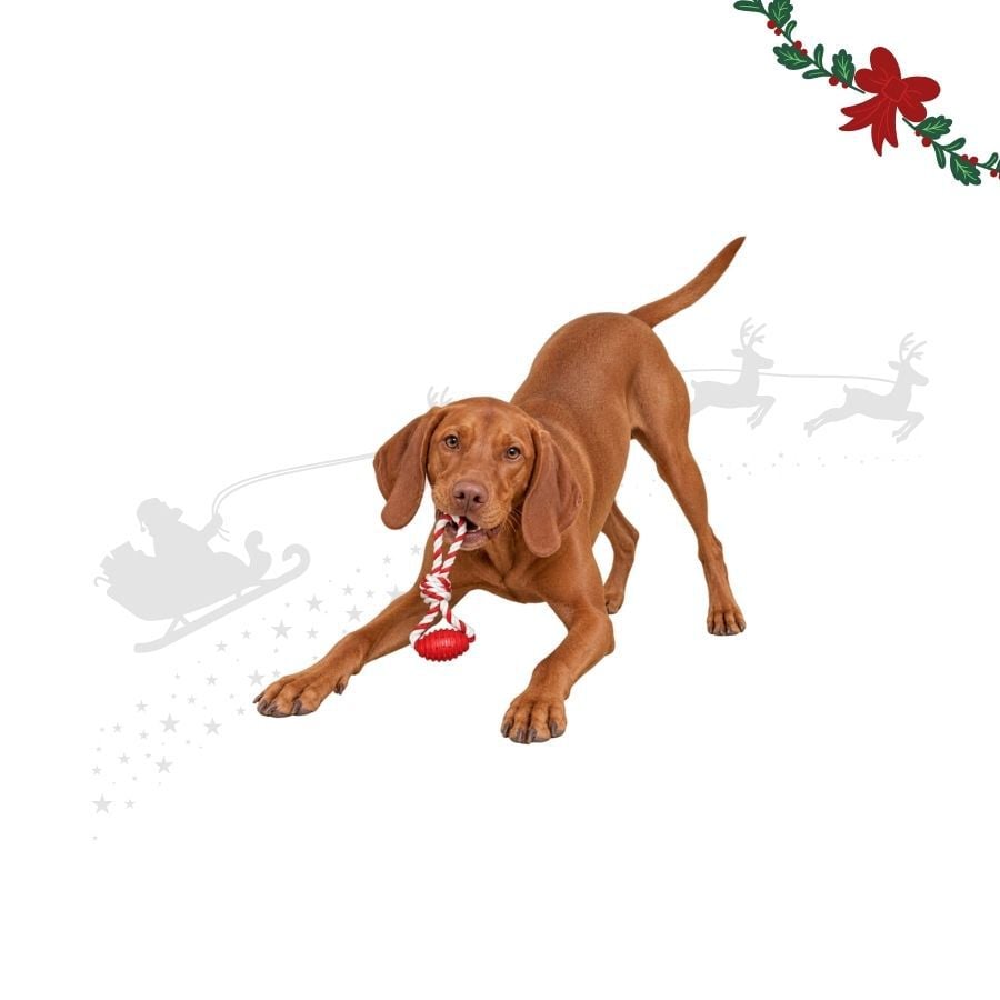Wonder Christmas Hueso con Cuerda Juguete para perros, , large indicador imagen numero 1