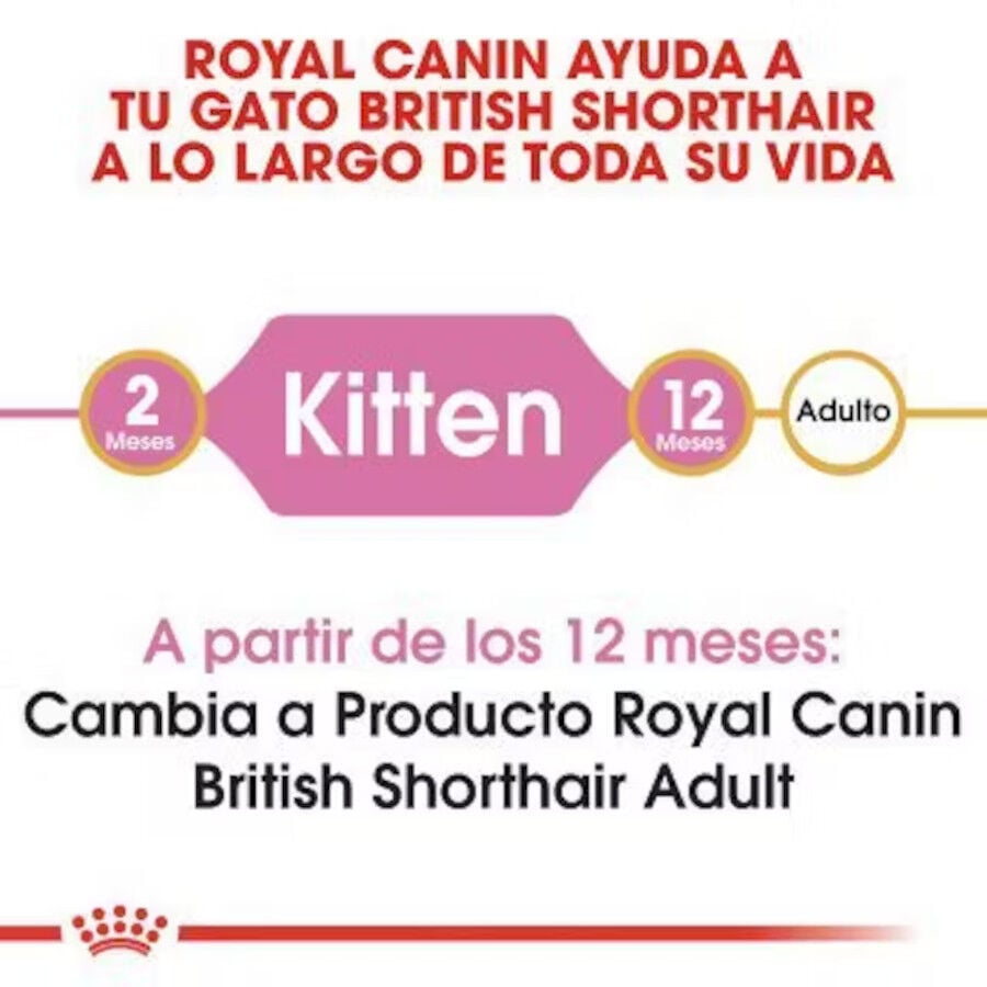 10 kg Royal Canin British Shorthair Kitten pienso para gatos, , large Imagen numero 4