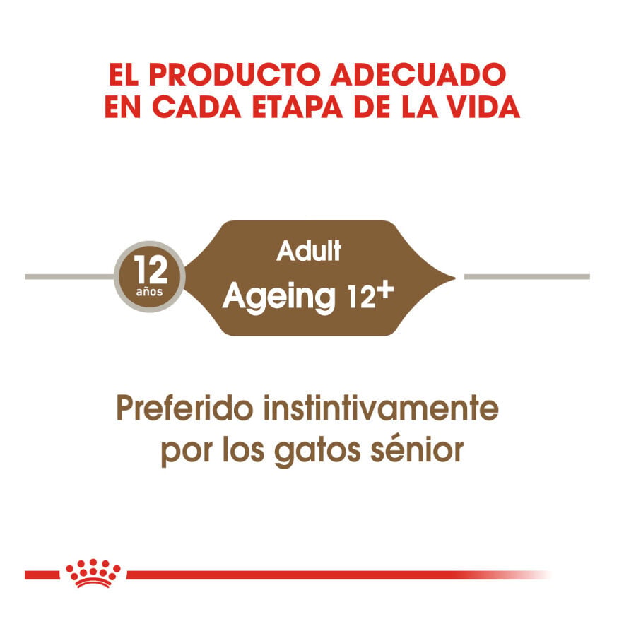 85 g Royal Canin Ageing 12+ gelatina sobres para gatos&nbsp;senior, , large Imagen numero 6