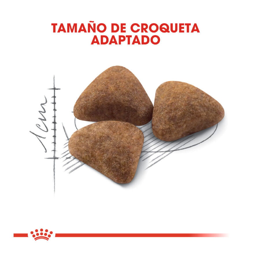 10 kg Royal Canin Home Life Indoor 27 pienso para gatos, , large indicador imagen numero 3
