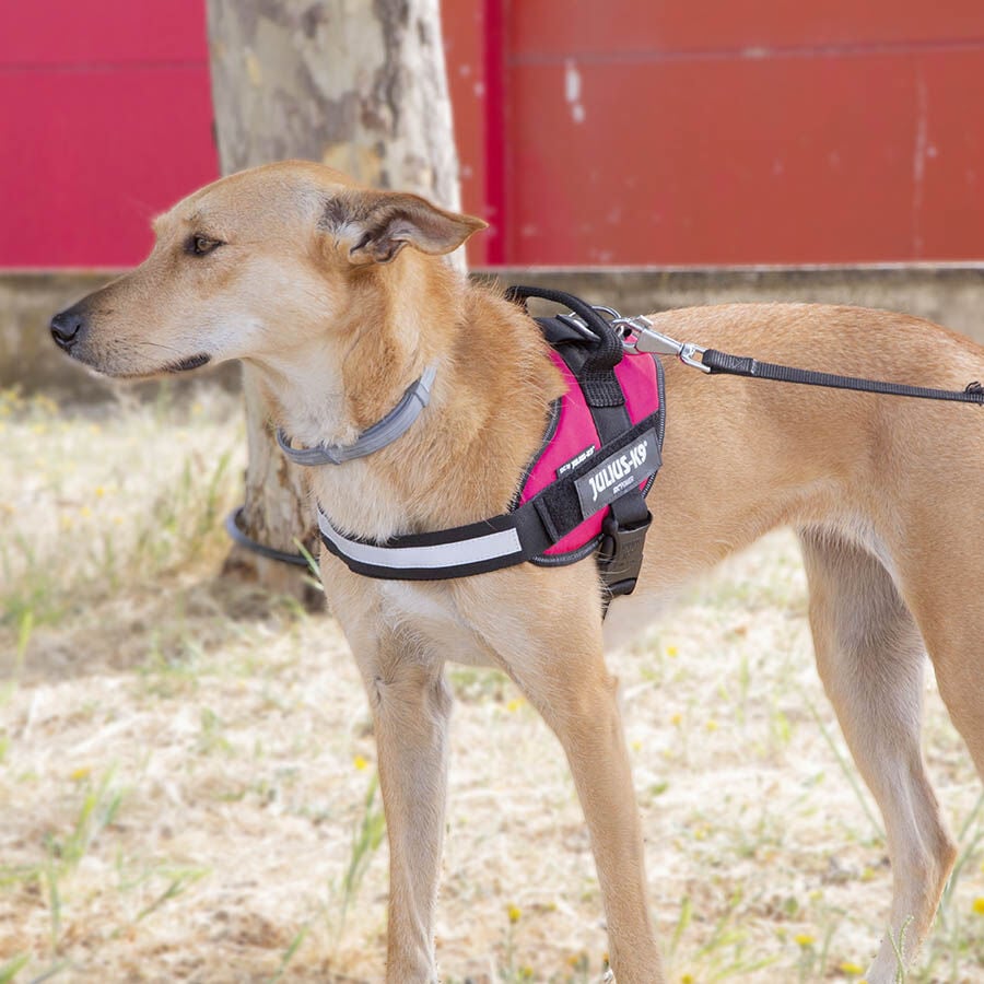 Julius K-9 IDC Arn&eacute;s Magenta para perros, , large indicador imagen numero 2