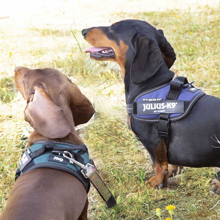 Julius K-9 IDC Arn&eacute;s Azul para perros, , large indicador imagen numero 4