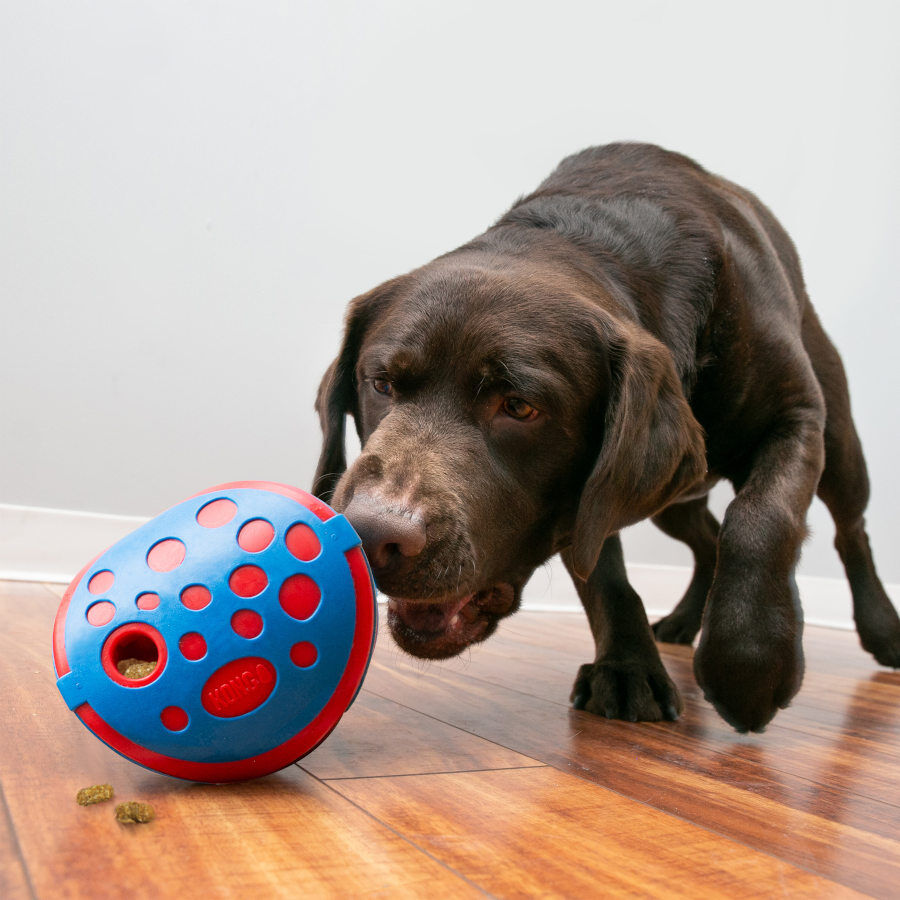Kong Rewards Wally Juguete para perros, , large indicador imagen numero 2
