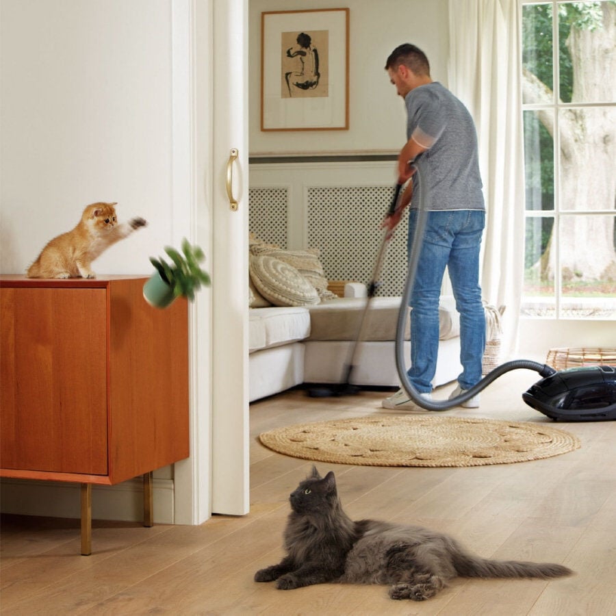 Beaphar CatComfort Excellence Difusor de Feromonas para gatos, , large Imagen numero 7
