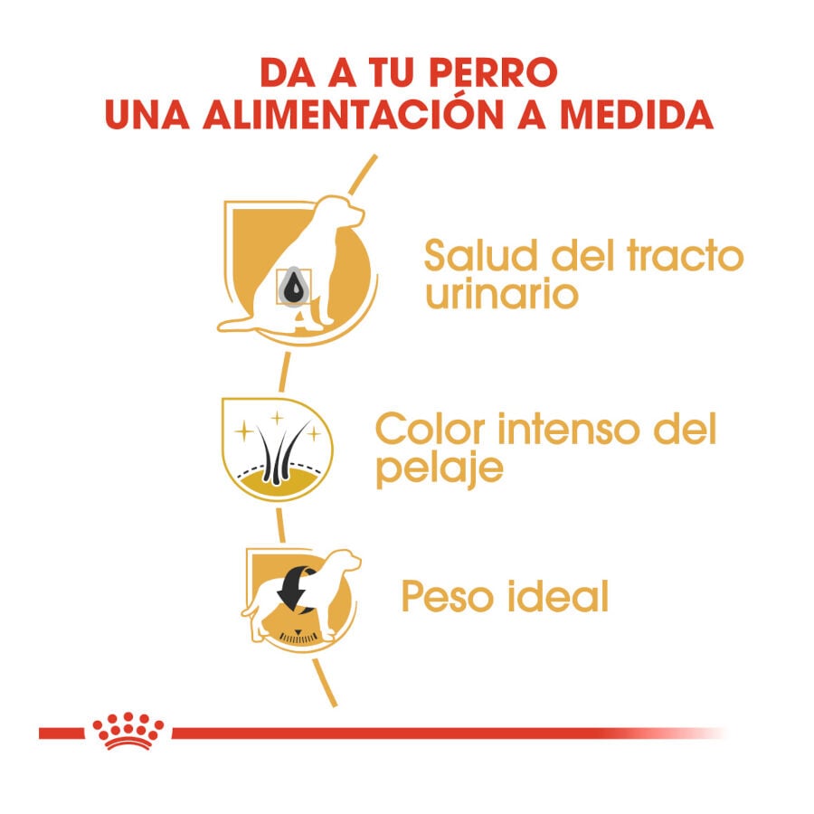 3 kg Royal Canin Adult Miniature Schnauzer pienso para perros, , large indicador imagen numero 6