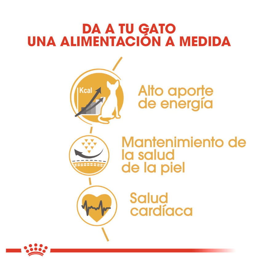 10 kg Royal Canin Adult Sphynx pienso para gatos, , large Imagen numero 6
