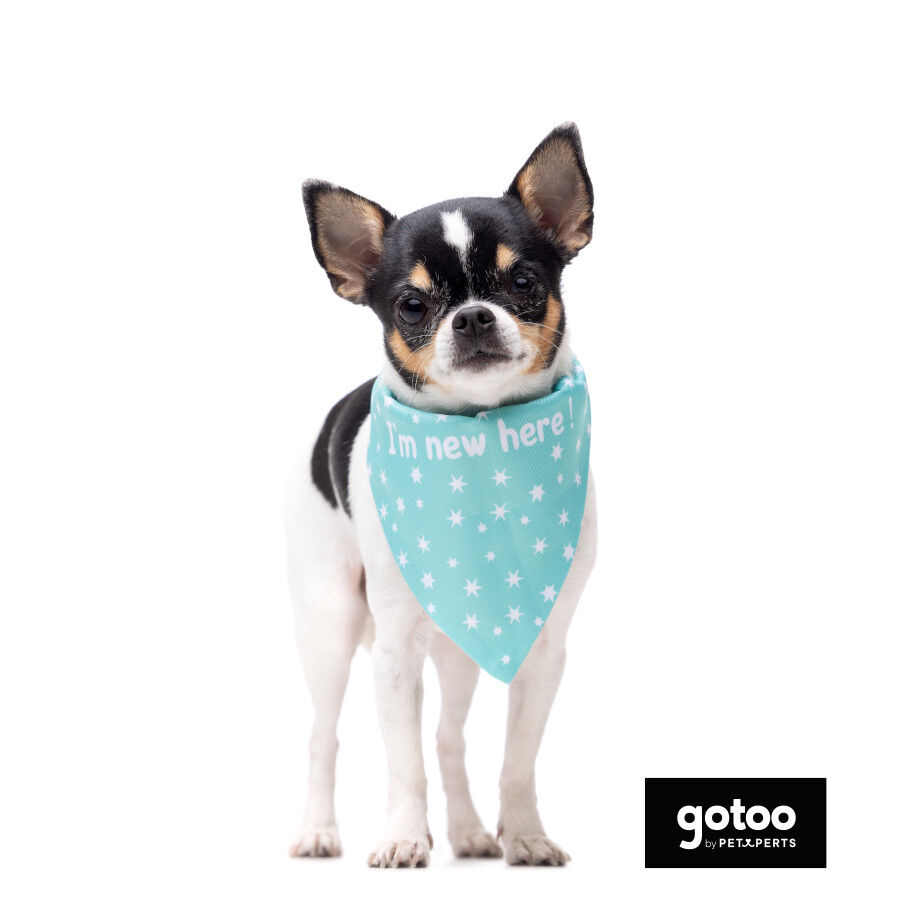Gotoo Bandana estampada verde para perros, , large indicador imagen numero 3