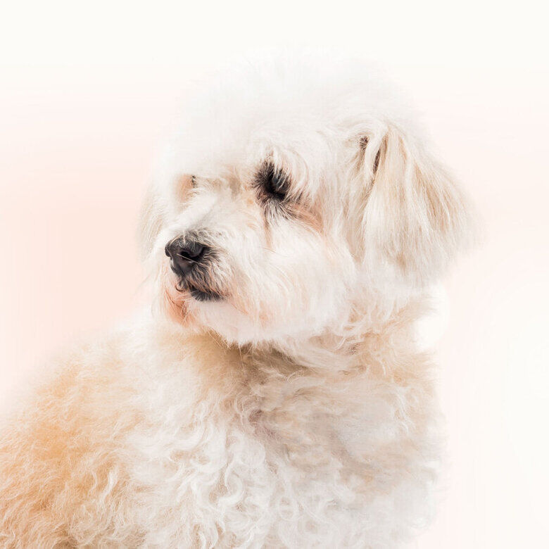 Beaphar Limpiador de Lagrimal para perros y gatos, , large indicador imagen numero 7