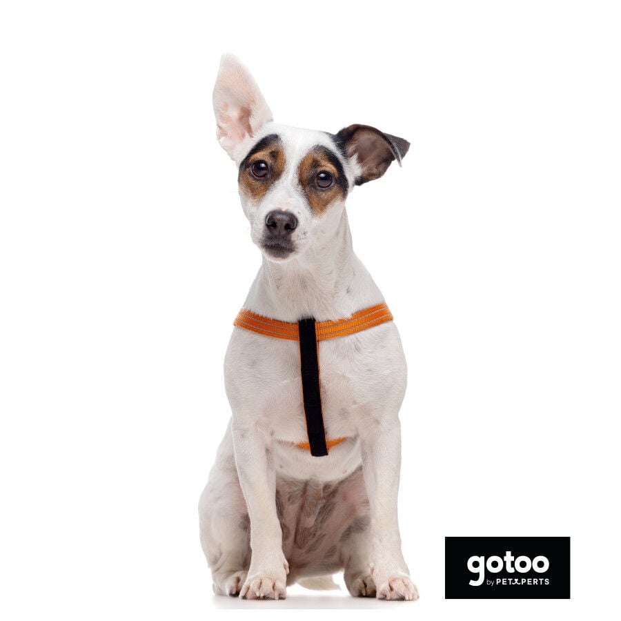 Gotoo Arn&eacute;s reflectante de neopreno naranja para perros, , large indicador imagen numero 3