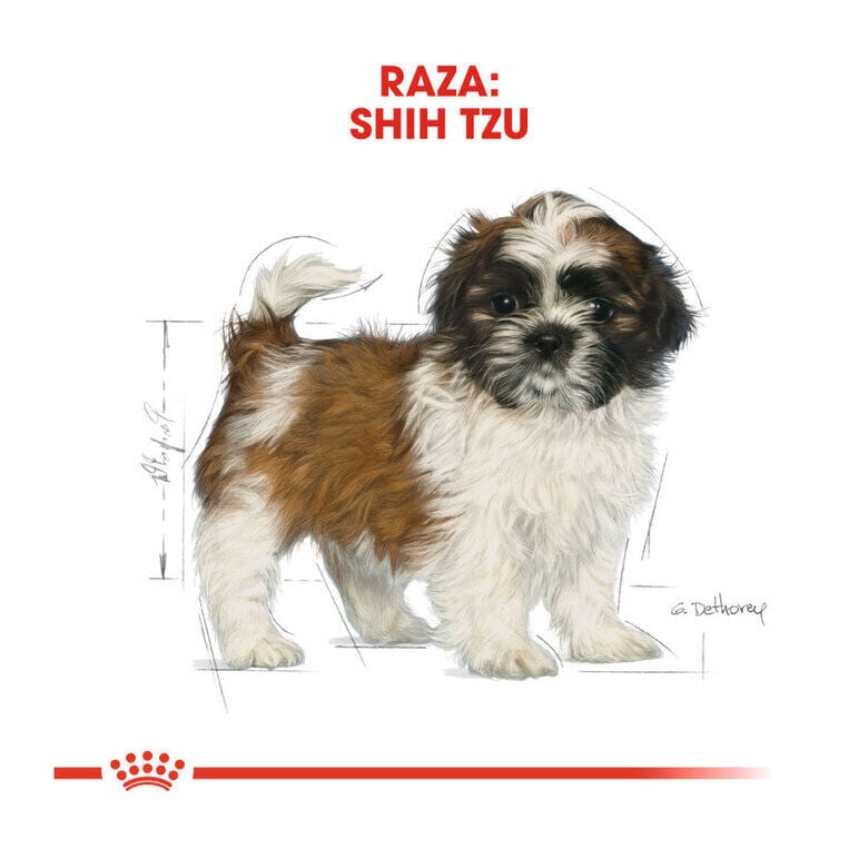 1.5 kg Royal Canin Puppy Shih Tzu pienso para perros, , large indicador imagen numero 5