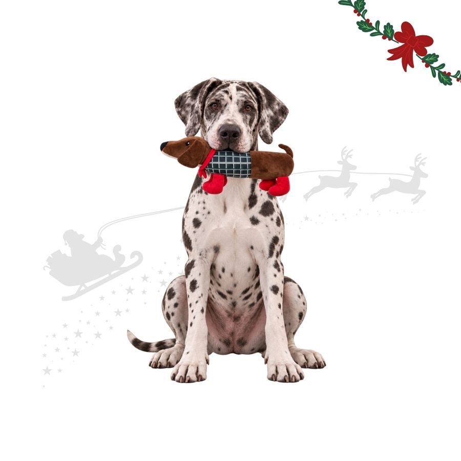Wonder Christmas Perro Salchicha XL Peluche para perros, , large indicador imagen numero 1