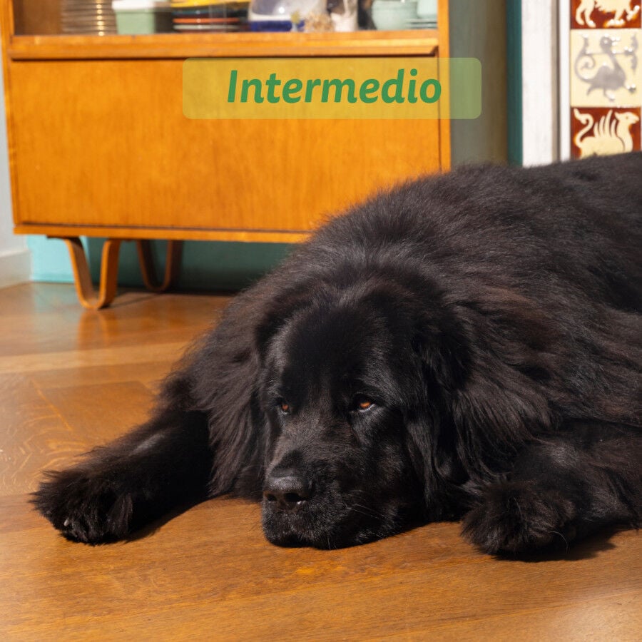 12 kg Edgard & Cooper Adult Cordero pienso para perros, , large indicador imagen numero 4