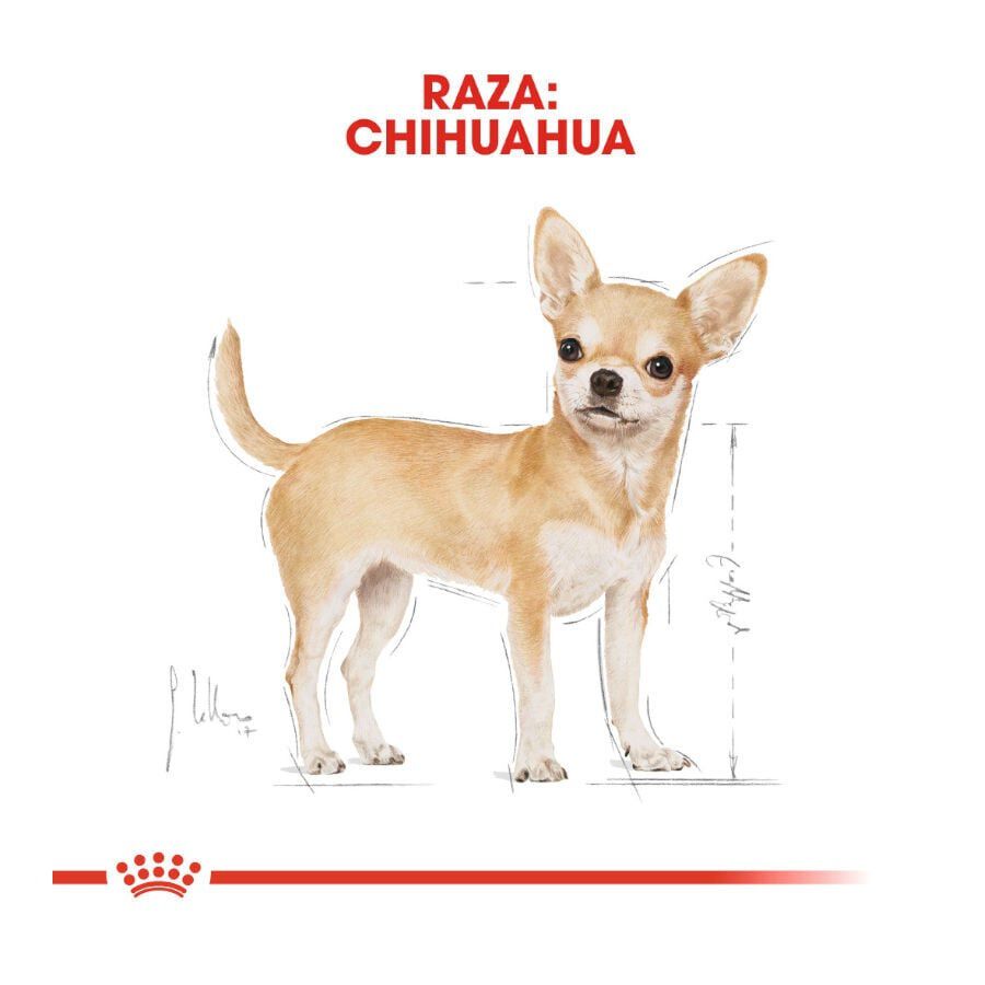 85 g Royal Canin Adult Chihuahua pat&eacute; en sobre para perros, , large indicador imagen numero 4