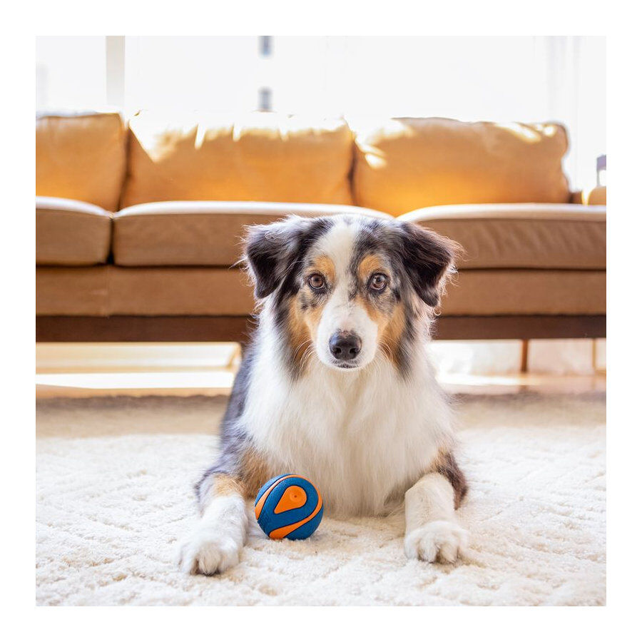 Chuckit! Ultra Squeaker Pelota con Sonido y Rebote para perros, , large indicador imagen numero 3