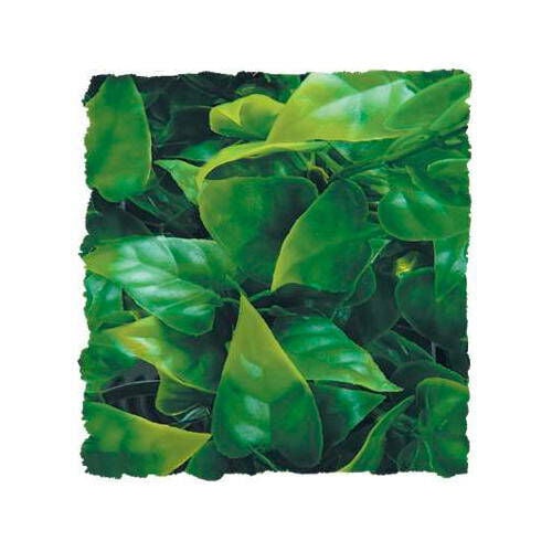 ZooMed Phyllo Mexicano planta para terrario Imagen numero 1