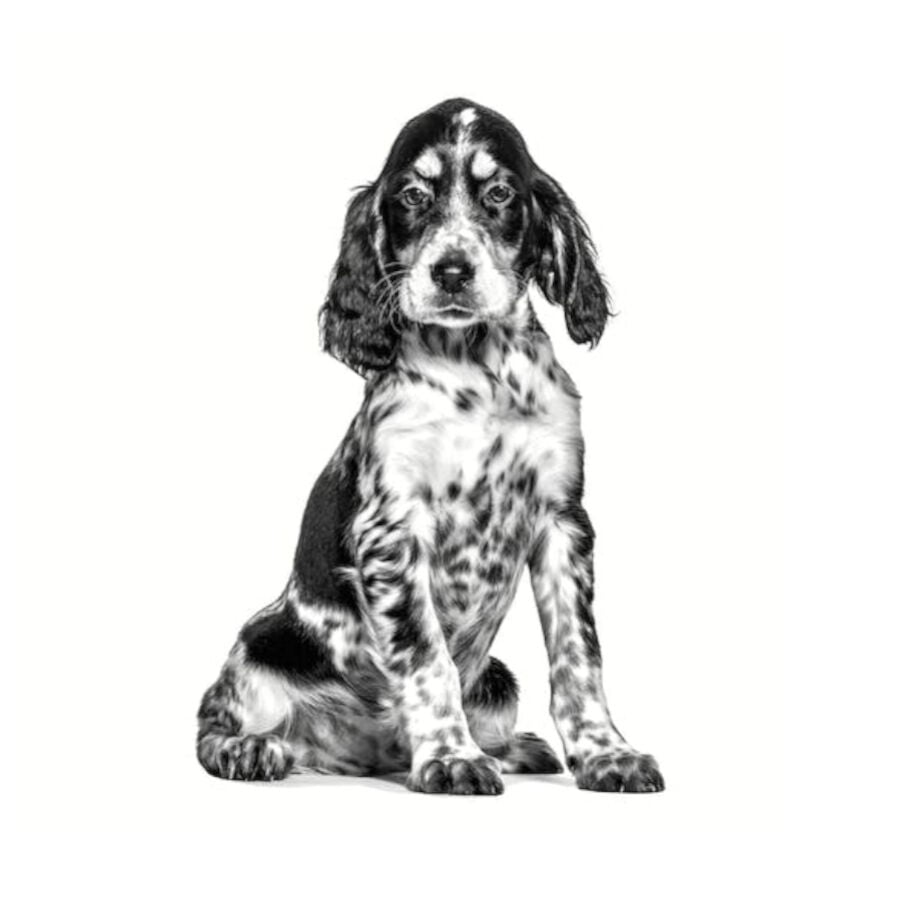 14 kg Royal Canin Veterinary Hypoallergenic pienso para cachorros, , large Imagen numero 3