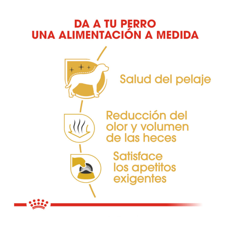 1.5 kg Royal Canin Adult Bich&oacute;n Malt&eacute;s pienso para perros, , large indicador imagen numero 6