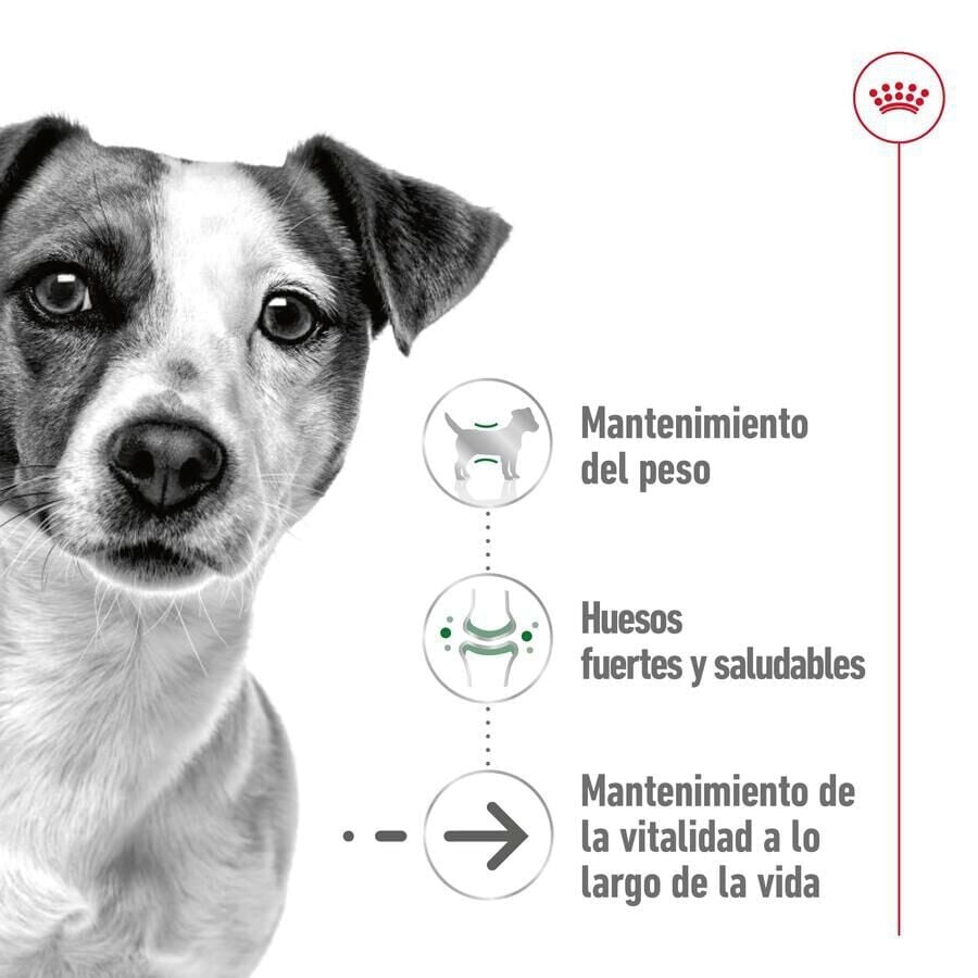 85 g Royal Canin Mini Ageing sobres en salsa para perros&nbsp;senior, , large indicador imagen numero 3