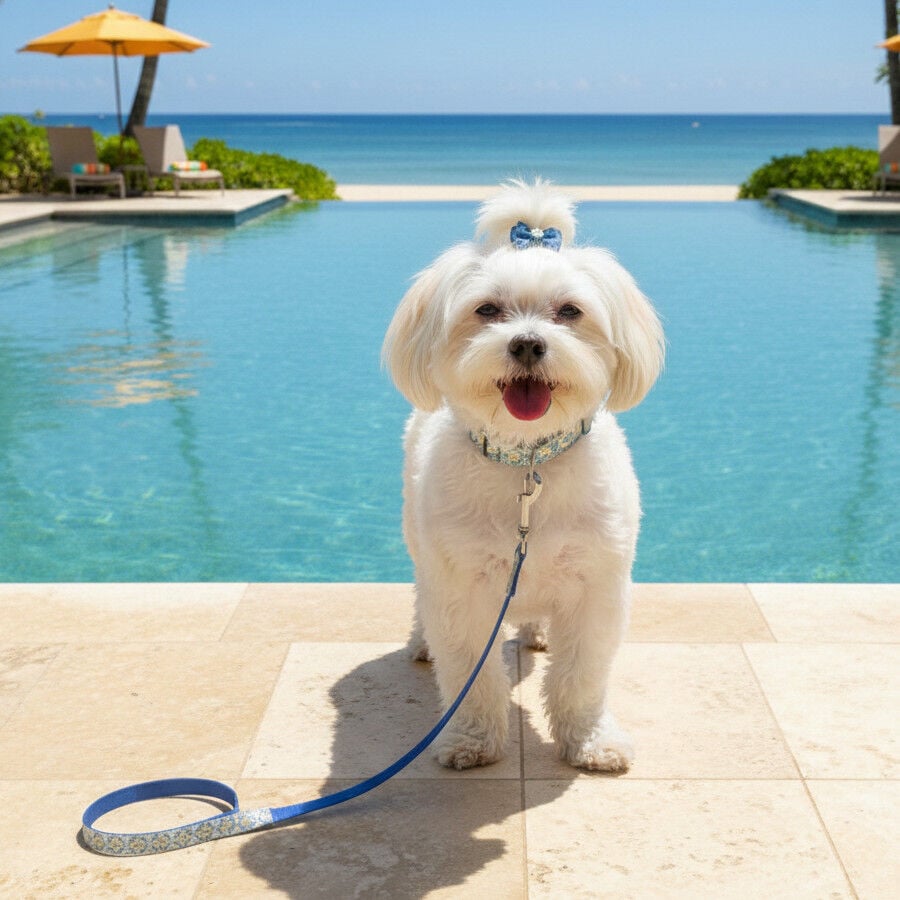 Summer Vibes Pack Correa y Collar Dolce Vita para perros, , large indicador imagen numero 4