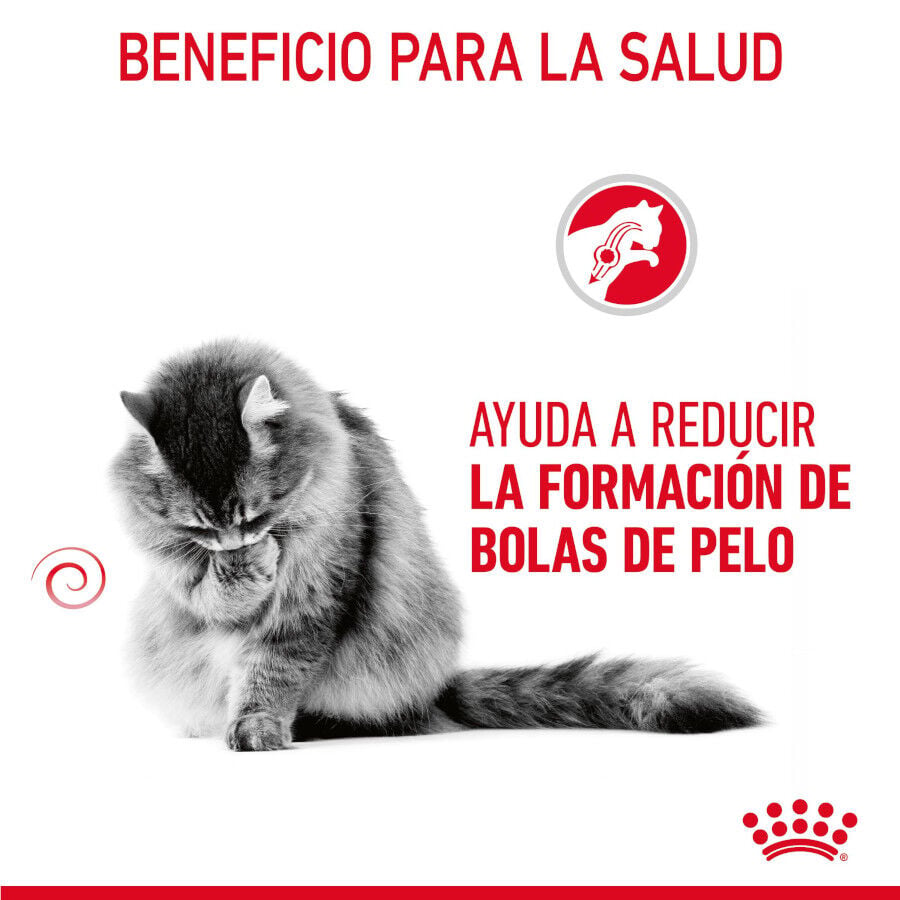 10 kg Royal Canin Intense Hairball pienso para gatos, , large Imagen numero 5