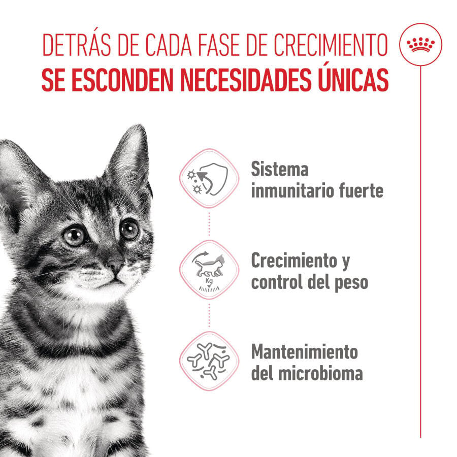 3.5 kg Royal Canin Kitten Sterilised pienso para gatos, , large Imagen numero 3