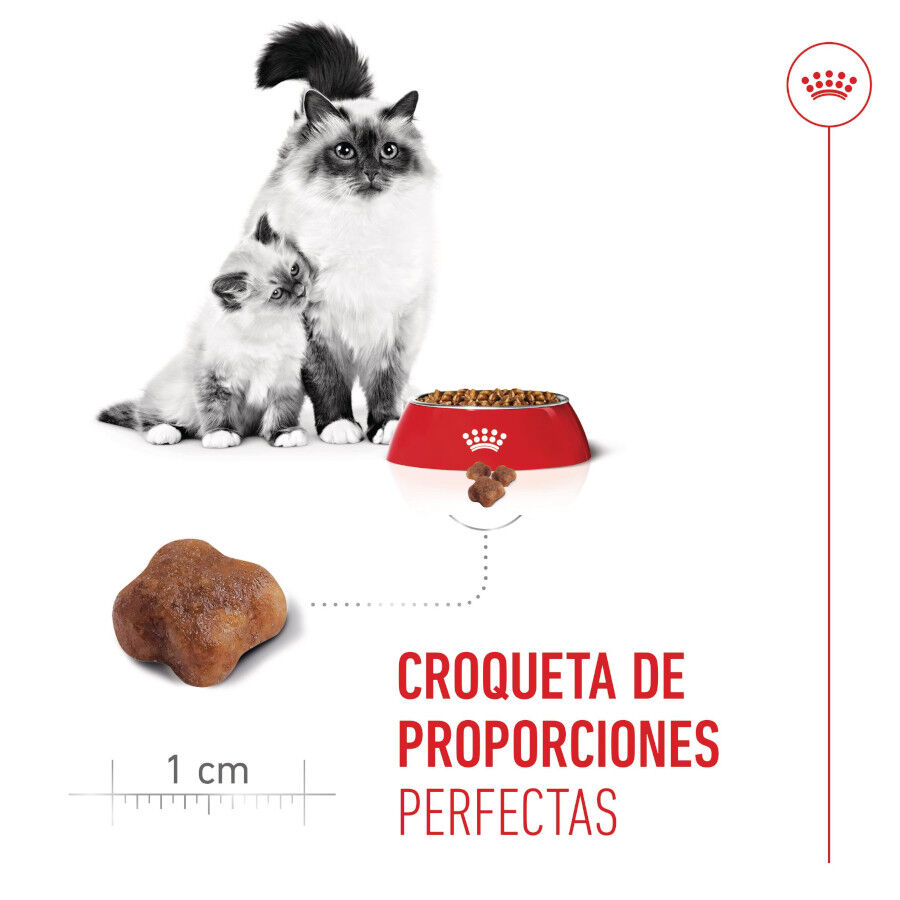 4 kg Royal Canin Mother & Babycat pienso para gatos, , large Imagen numero 5
