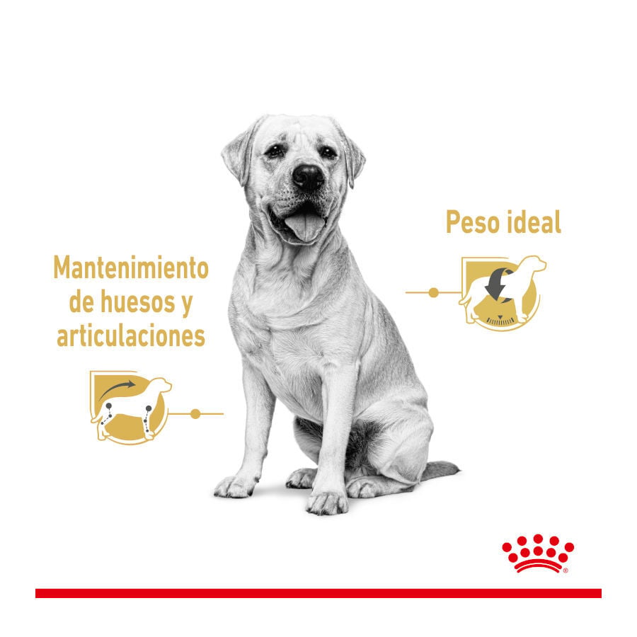 140 g Royal Canin Labrador Sobres para perros, , large Imagen numero 4