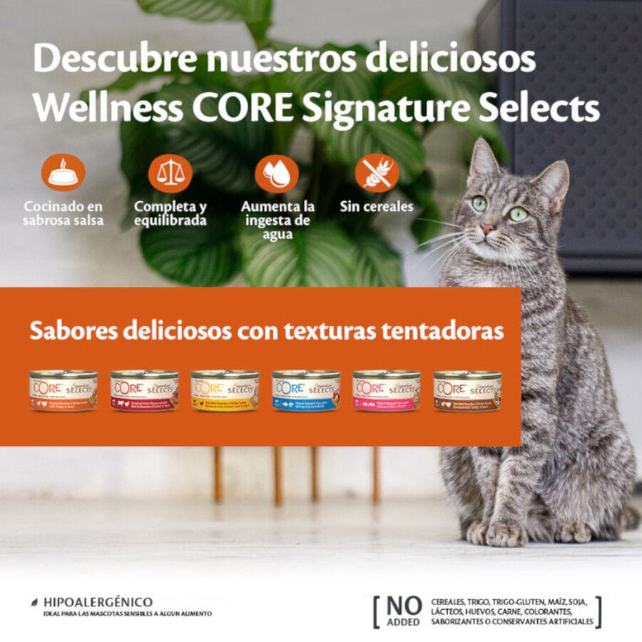 79 g Wellness Core Shredded Pollo lata para gatos, , large Imagen numero 2