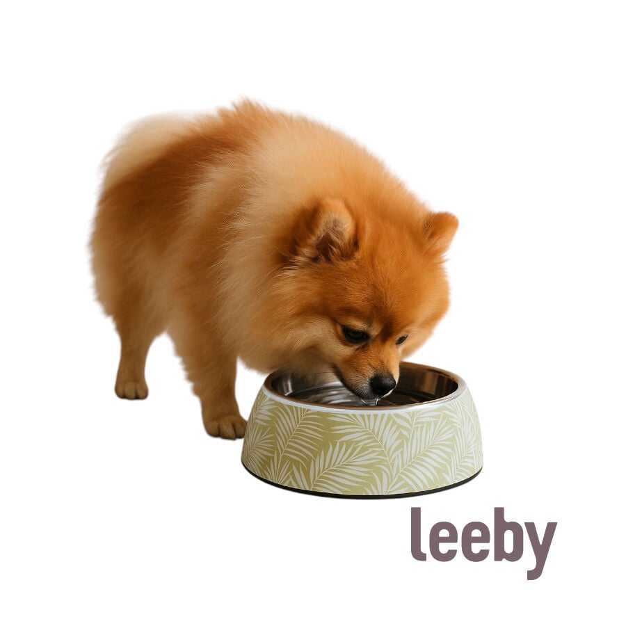 Leeby comedero acero inoxidable estampado verde para perros, , large Imagen numero 2