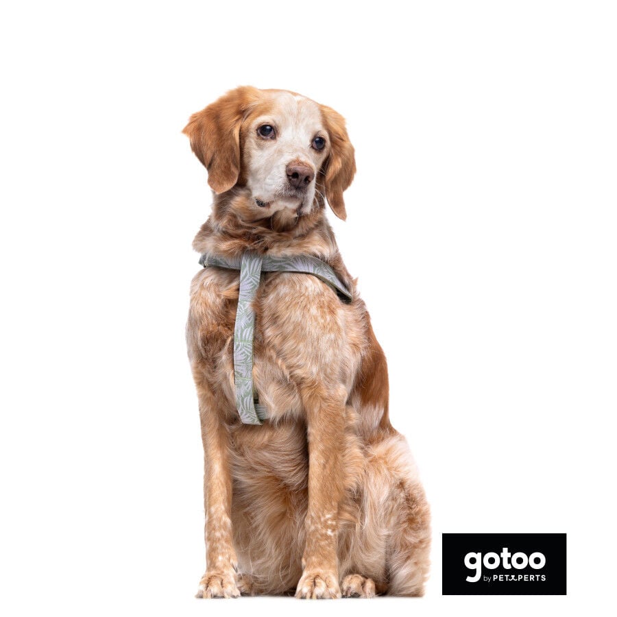 Gotoo Arn&eacute;s estampado hojas para perros, , large Imagen numero 3