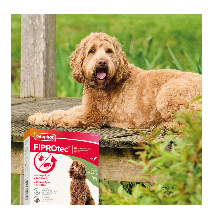 Beaphar FiproTec Pipetas para perros, , large Imagen numero 8