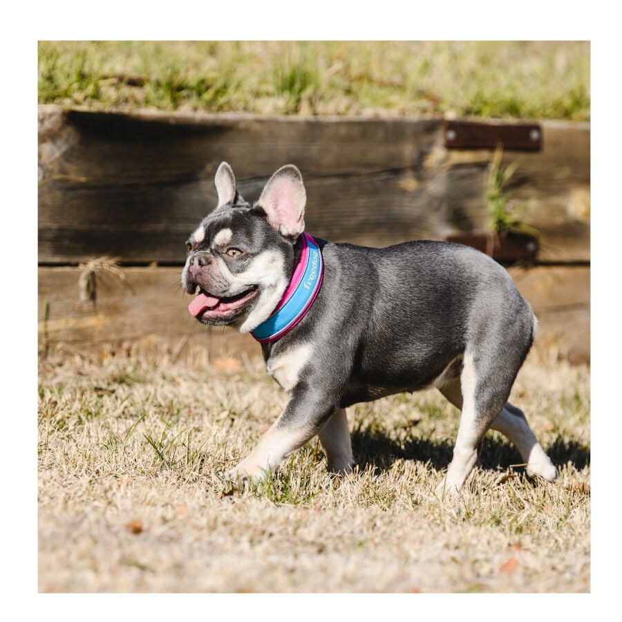 Freedog Cool Pro Tech Collar Refrescante Fucsia Deportivo para perros, , large indicador imagen numero 9