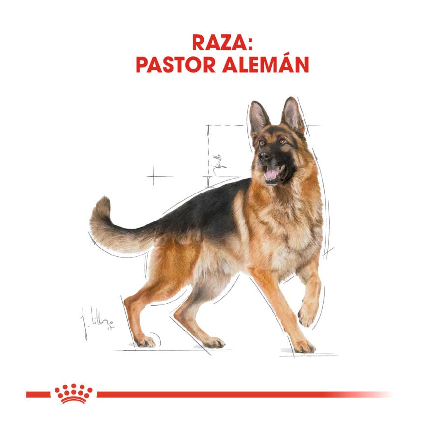 11 kg Royal Canin Adult Pastor Alem&aacute;n pienso para perros, , large Imagen numero 4