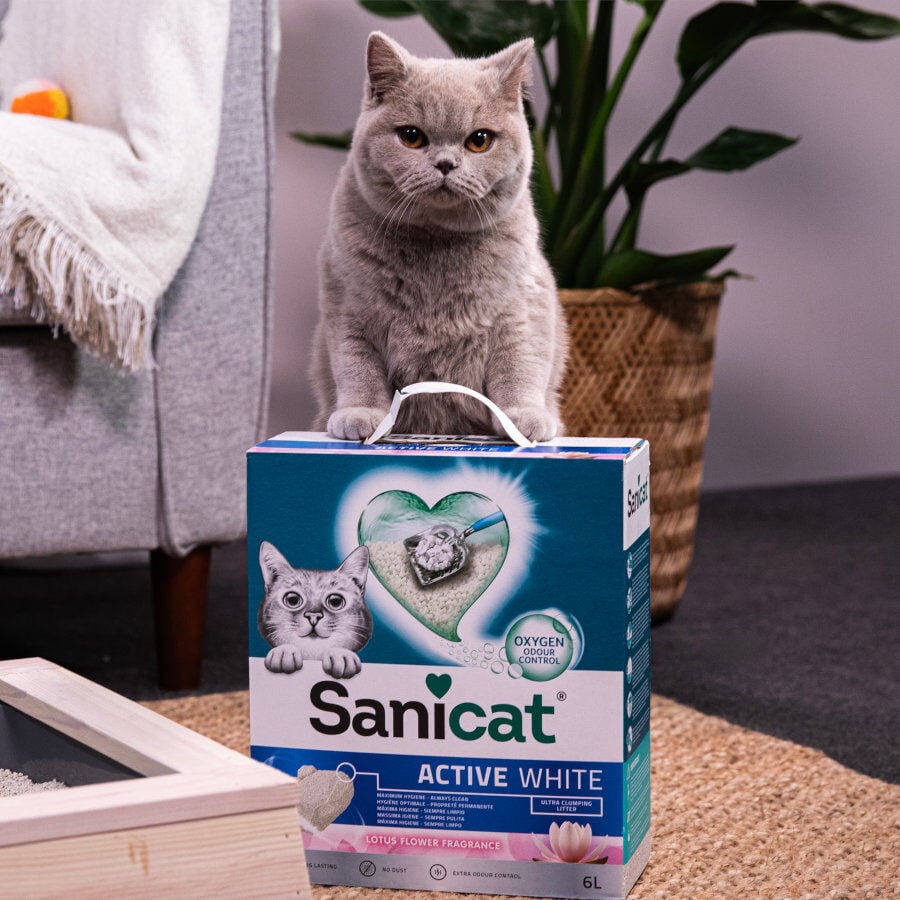 10 L Sanicat Active Lotus Arena Aglomerante para gatos, , large Imagen numero 4