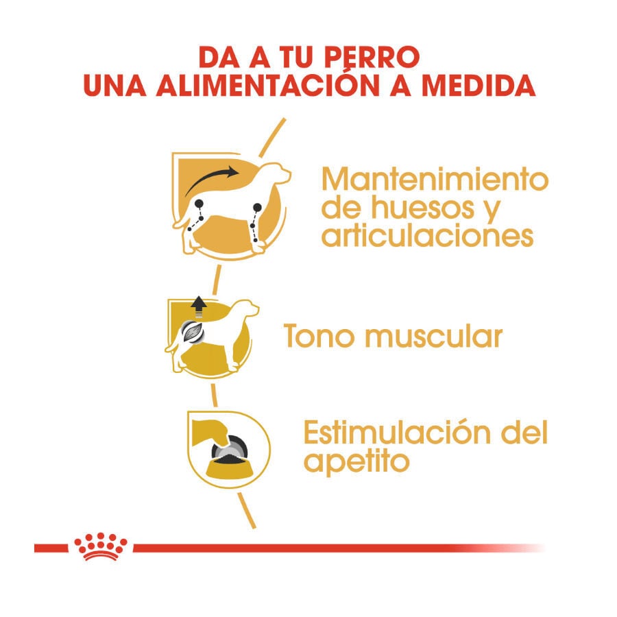 85 g Royal Canin Adult Teckel pat&eacute; en sobre para perros, , large indicador imagen numero 6
