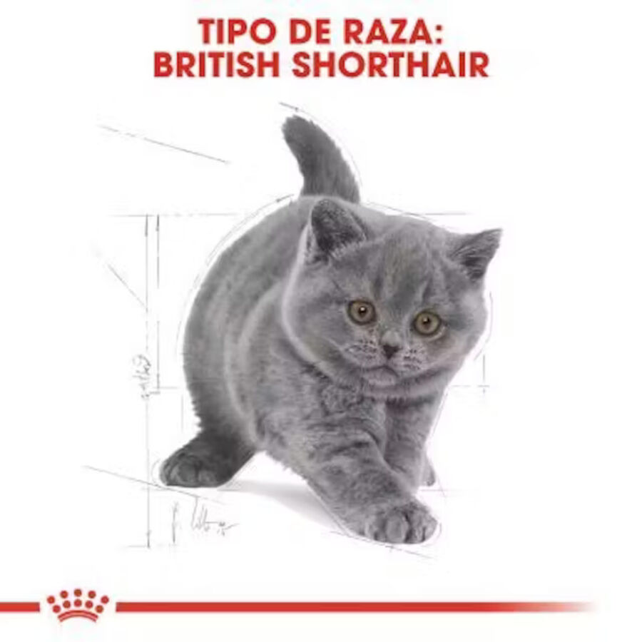10 kg Royal Canin British Shorthair Kitten pienso para gatos, , large Imagen numero 6