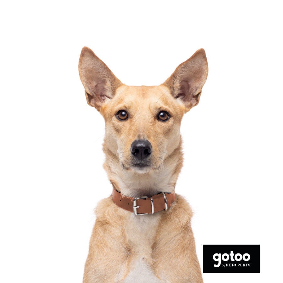 Gotoo Collar Biothane marr&oacute;n para perros